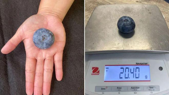 24年7个世界上最大和最小的东西！J9国际网站【年度盘点】盘点20(图2)